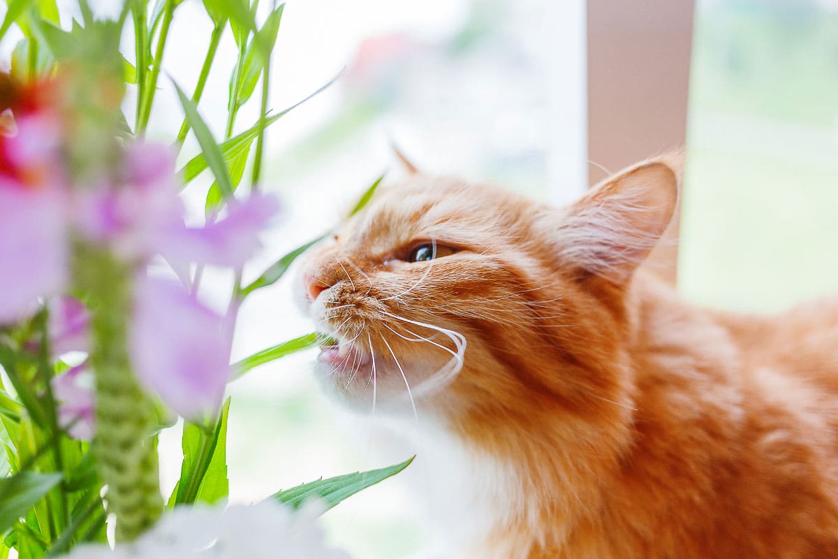 ginger cat sniffs house plant why does my cat drool
