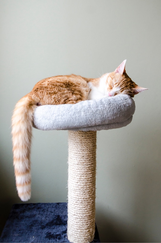 ginger kitten asleep on cat tower