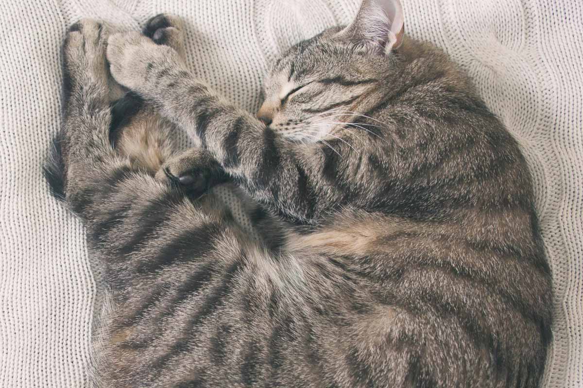 Greyish cat sleeping in a curled up position.