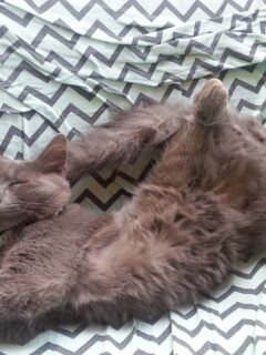 Grey cat asleep in odd position.
