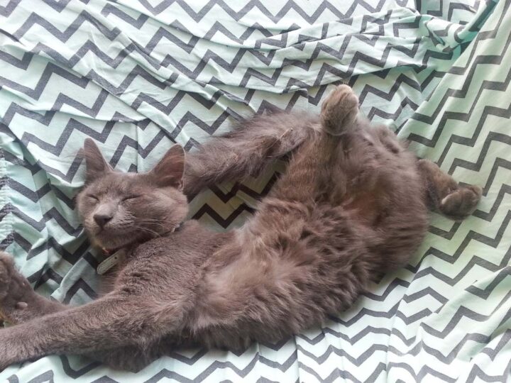 grey cat asleep in odd position