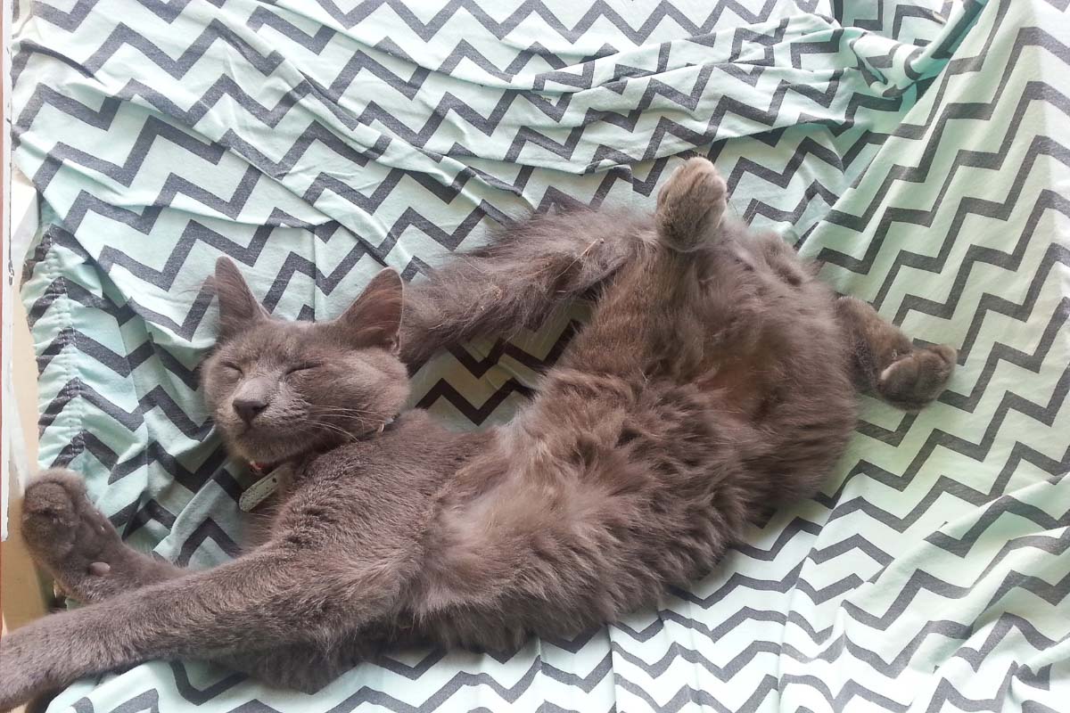 14 Sleeping Cat Positions And What They Reveal About Your Kitty