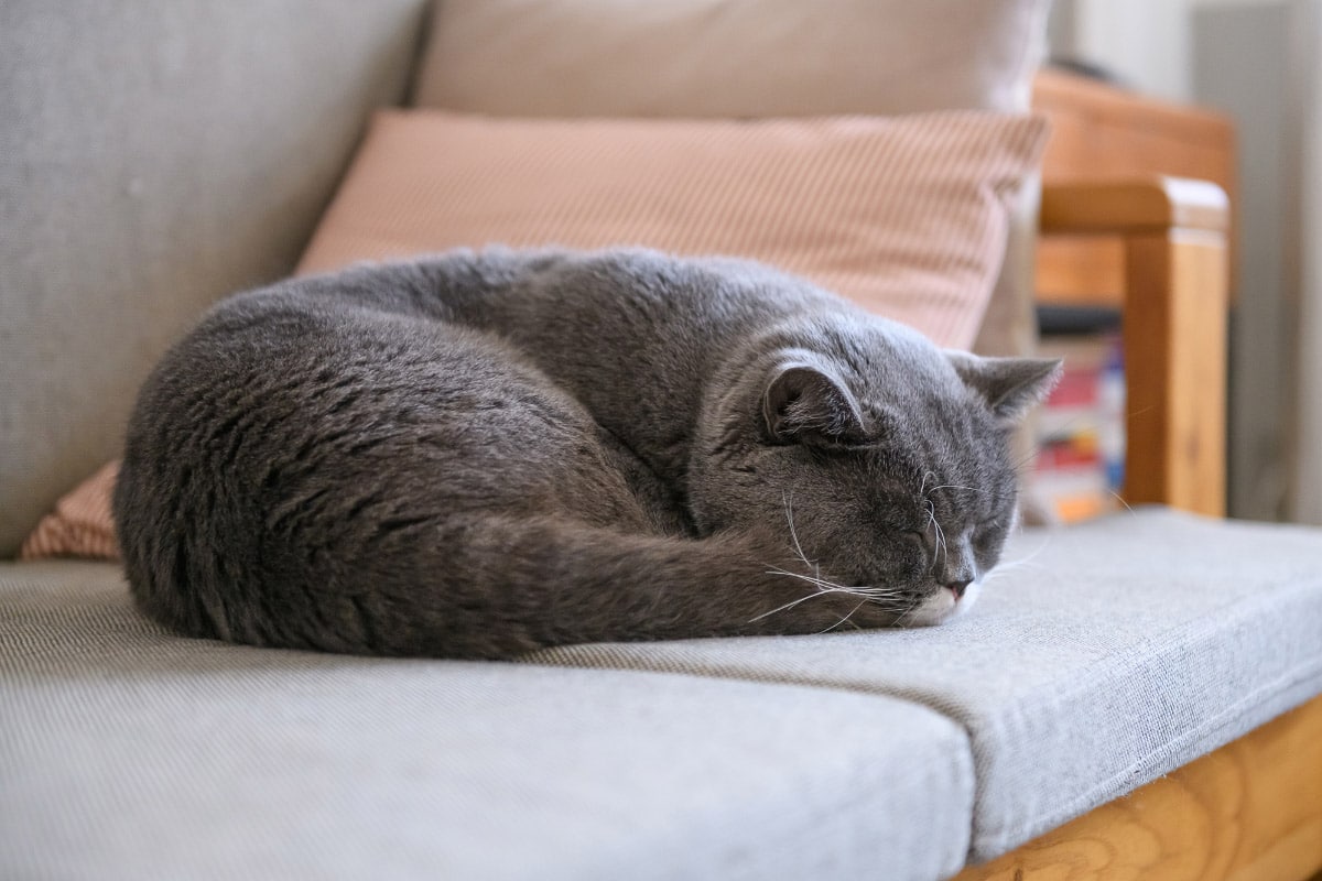 Cat Sleeping Positions When Sick (and What They Mean!) – KeepingDog