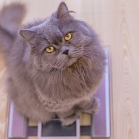 grey cat on scales