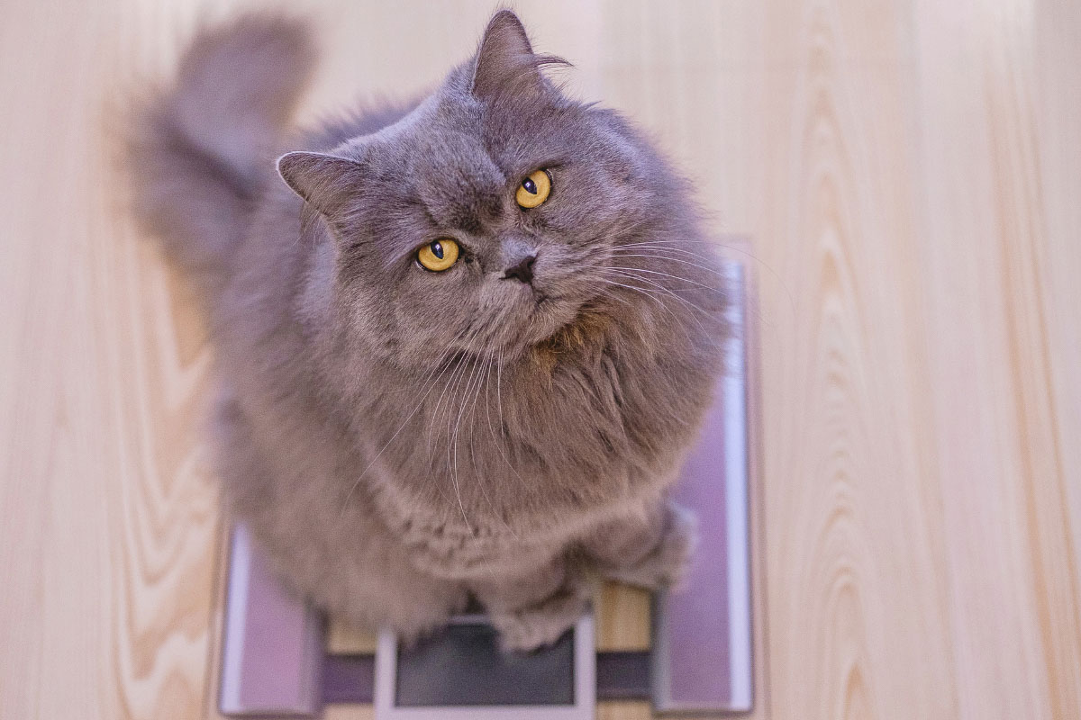 13 Greatest Grey Cat Names You'll Love 7 grey cat on scales