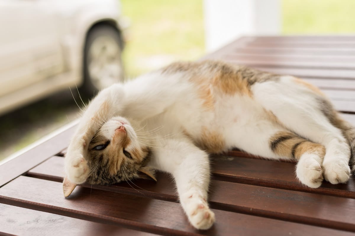 kittten sleepy on wooden table sleeping cat positions