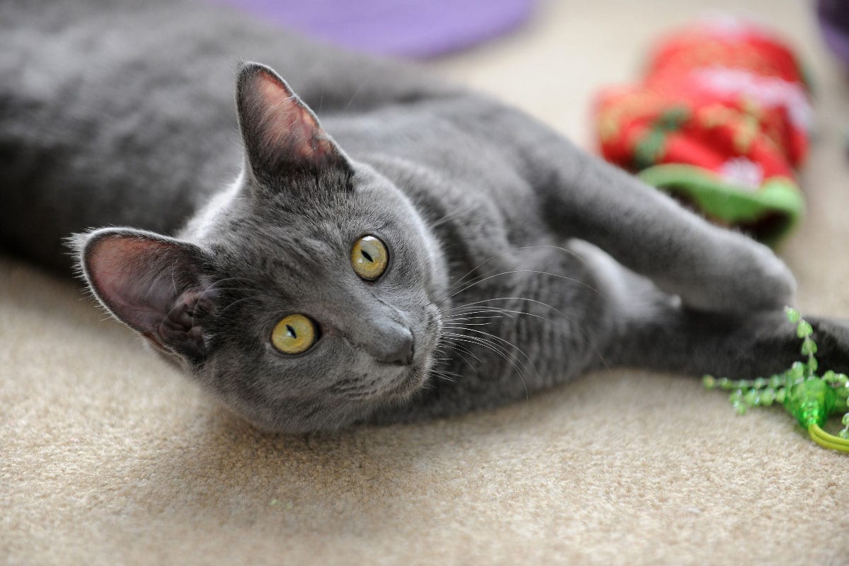 Cute gray cat with green eyeslaying down playing with a christmas stocking while slightly looking at the direction of the camera