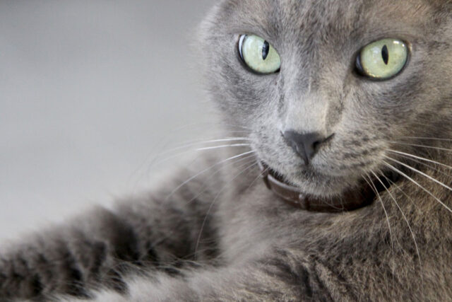 22 Rare Cat Breeds | Uncommon Domestic House Cats