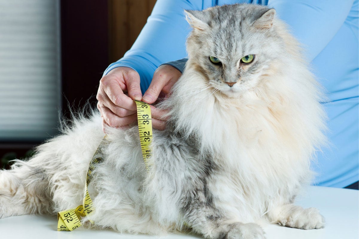 long haired white cat being measured