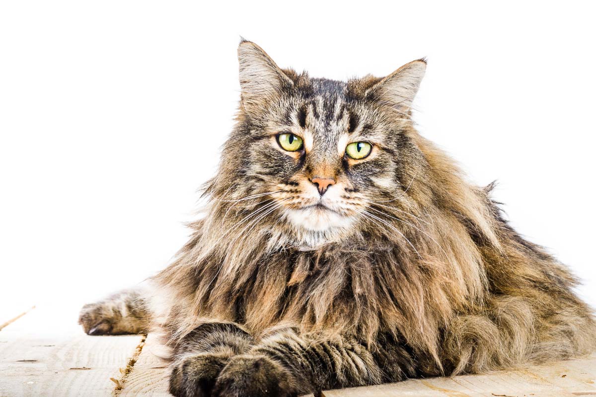 norwegian forest cat tabby green eyes starting at camera when is a cat an adult