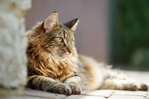 Norwegian Forest Cat vs Maine Coon: what you Need to Know I Discerning Cat