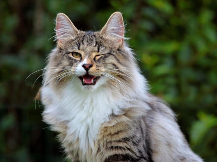 Norwegian Forest Cat vs Maine Coon: what you Need to Know