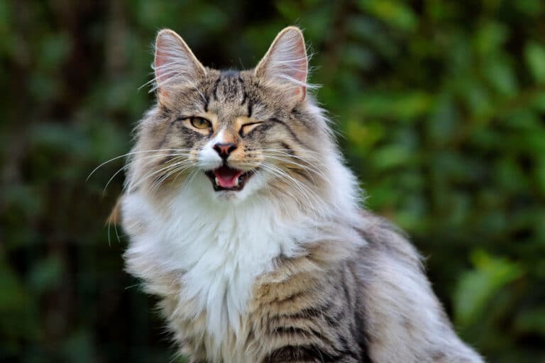 Norwegian Forest Cat vs Maine Coon: what you Need to Know I Discerning Cat