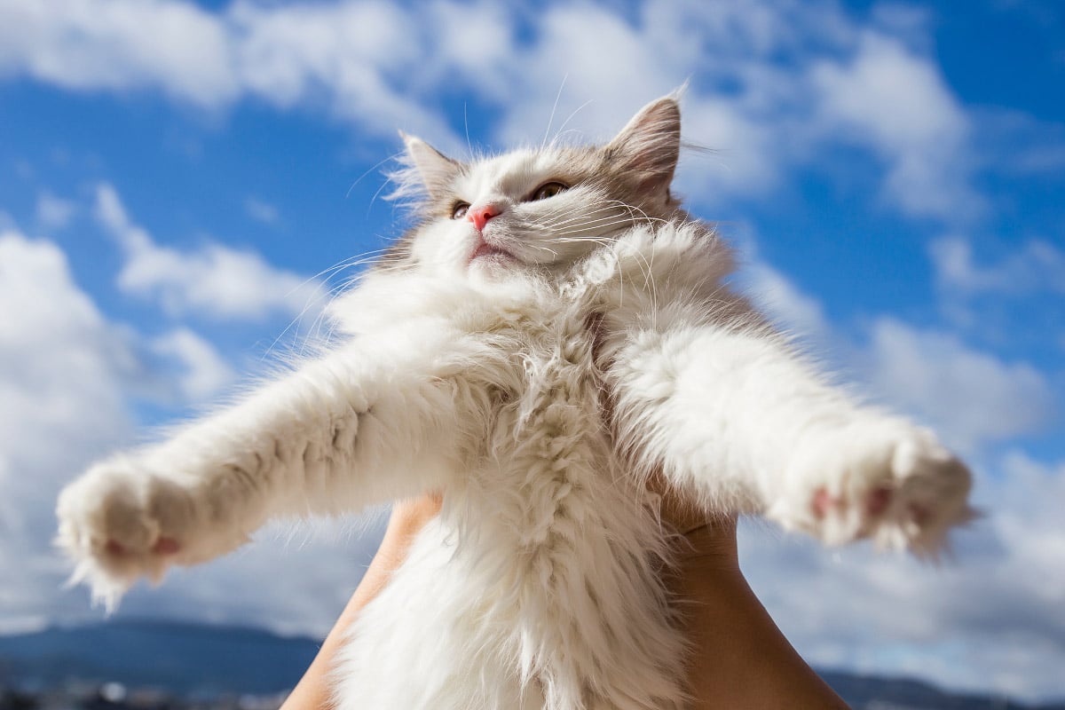 norwegian forest cat white being held up