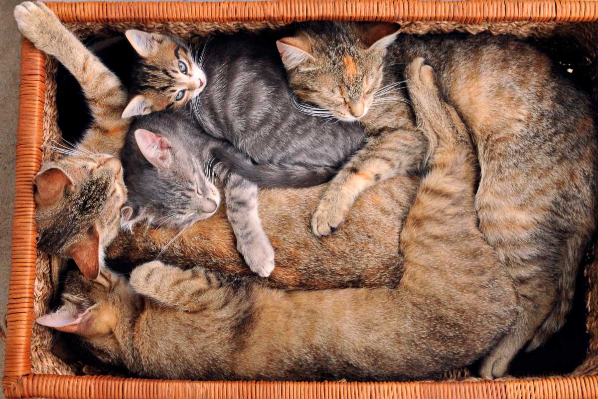 Five different cats inside a basket.