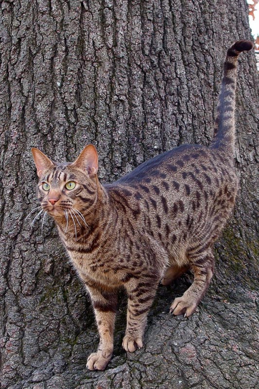 ocicat cat breed