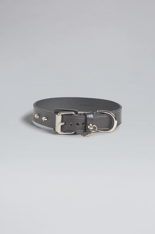 Designer Cat Collars Louis Vuitton | Literacy Basics