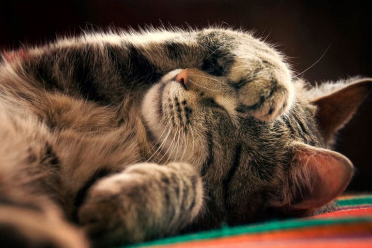 21 Sleeping Cat Positions (2022) and What they Reveal about your Kitty ...