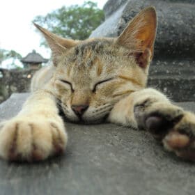 tabby cat asleep with paws outstretched