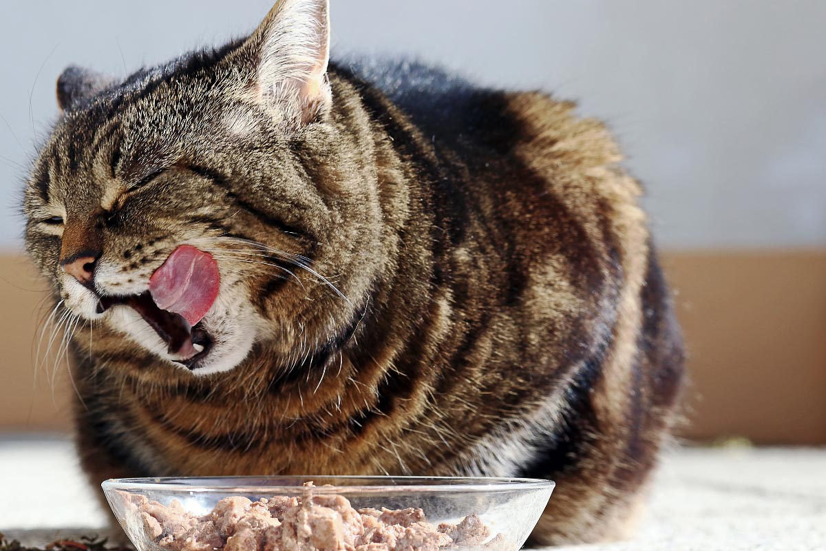  tabby gatto bocca aperta e la lingua di fronte a ciotola di cibo