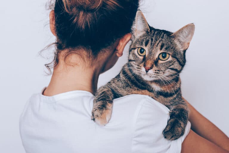 Why Does my Cat Follow Me Everywhere? (2022) 13 Top Reasons Why I