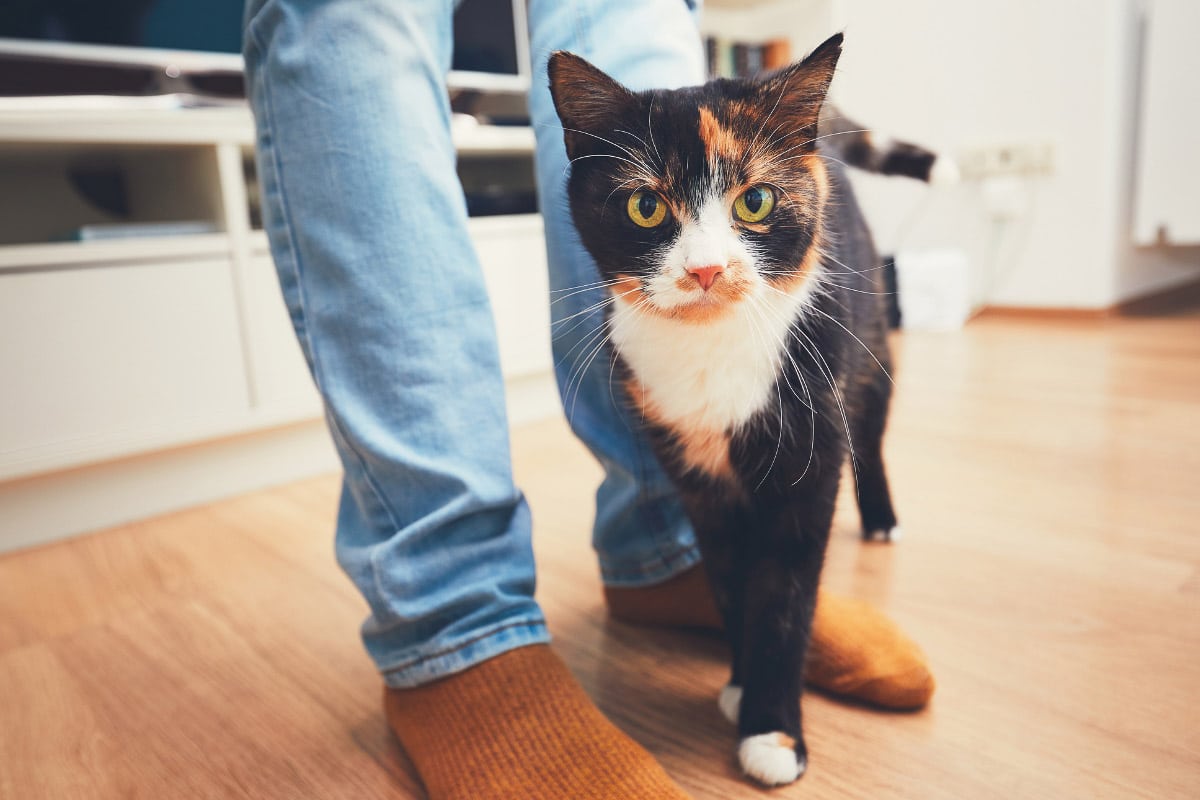 Why Does My Cat Follow Me Everywhere? (2022) 13 Top Reasons Why 6 tabby cat with man's legs