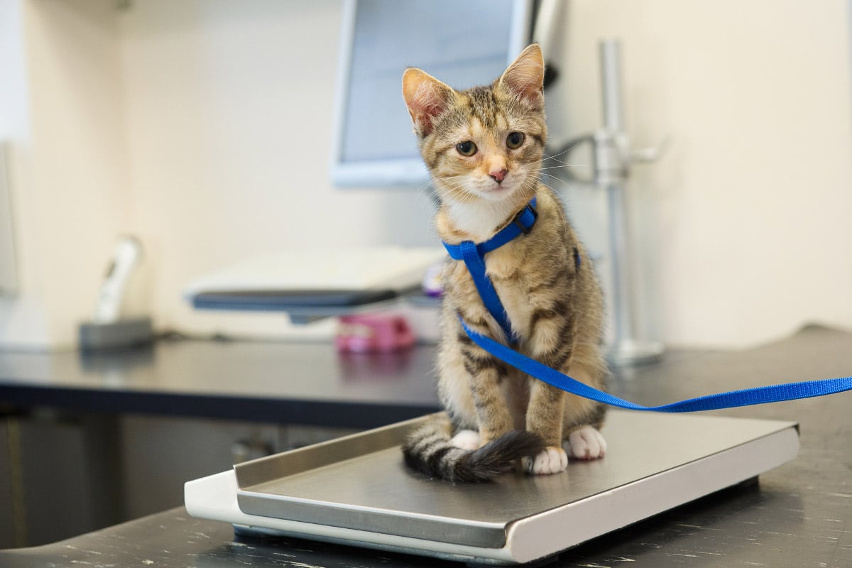 When is a Cat An Adult? From Kitten to Fully Grown 9 tabby kitten with leash on scales