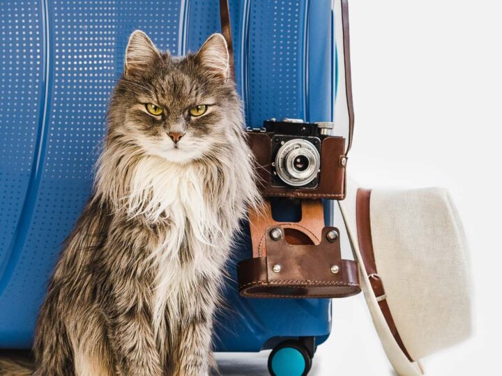 5 Best Designer Cat Collars You’ll Love