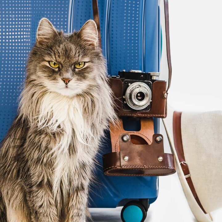 Designer Cat Collars