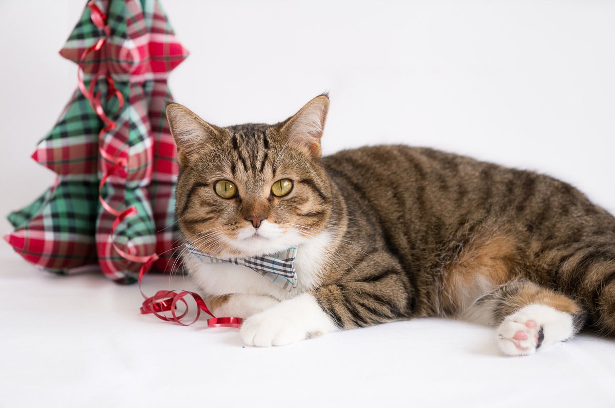 Cat laying down beside a colorful pillow.