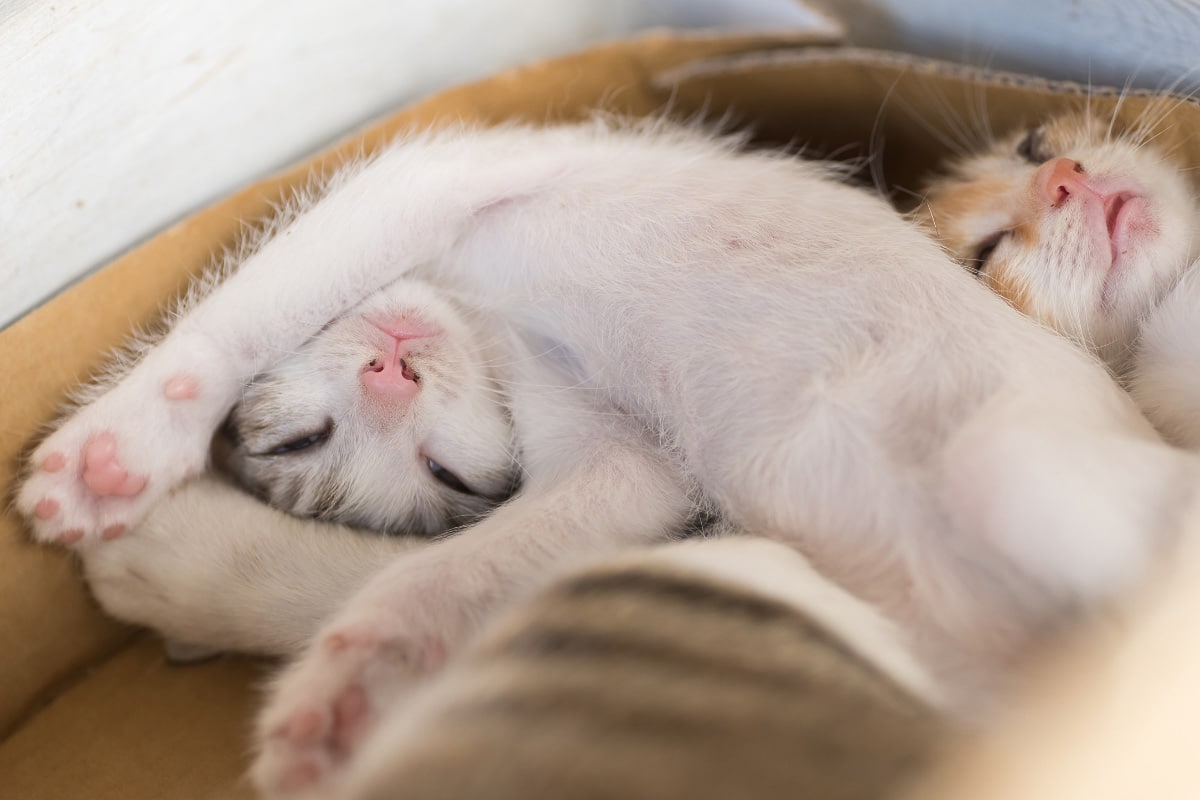 Deux chatons blancs à moitié endormis l'un à côté de l'autre.