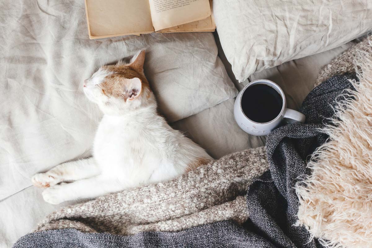 White cat sleeping on the bed with a cup of coffee beside it.