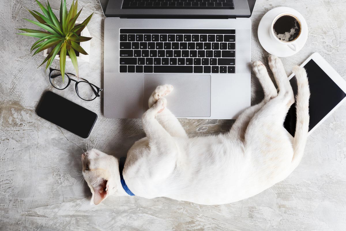 white cat curled up asleep next to laptop