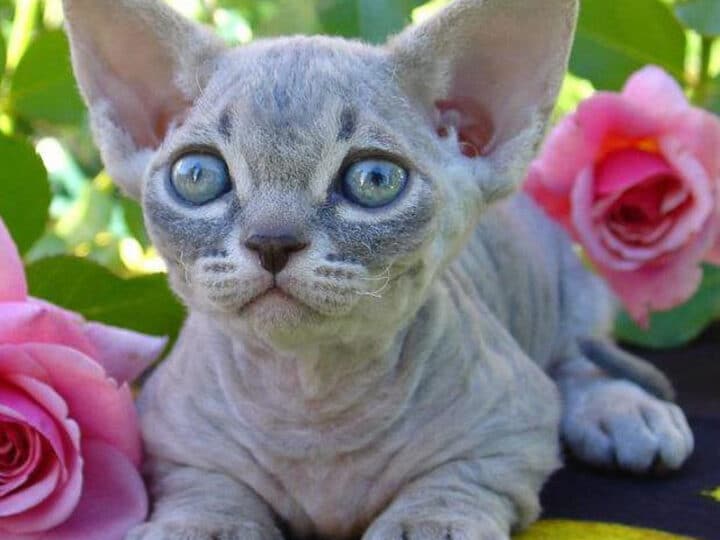 22 Rare Cat Breeds You Might Not Know