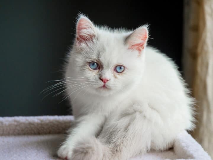 12 Sensational Small Cat Breeds You’ll Love