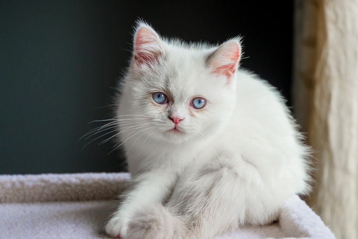 white Napoleon or Minuet Cat