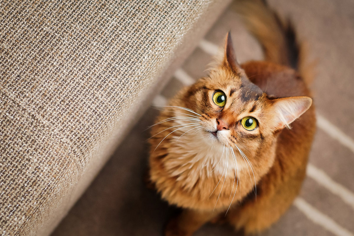 Somali Cat tabby ginger