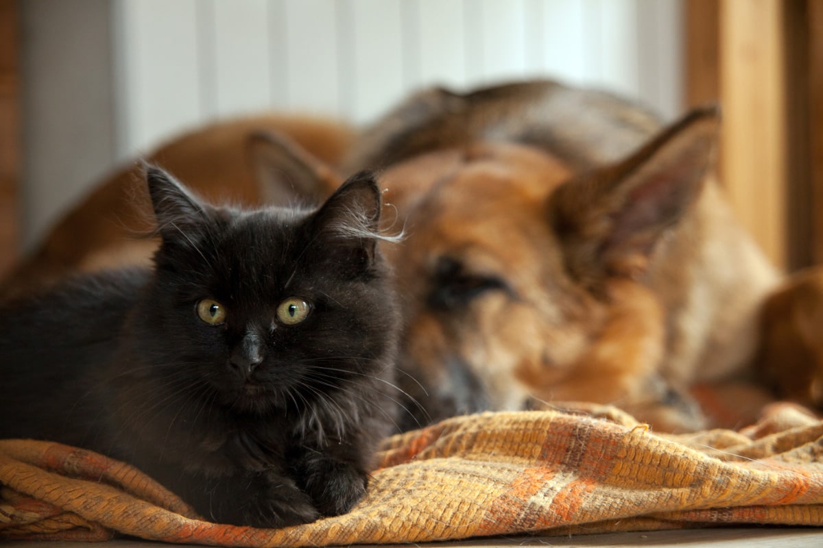 are german shepherds safe with cats