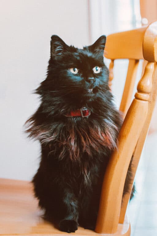 15 Most Popular Maine Coon Colors and Patterns (2023) I The Discerning Cat