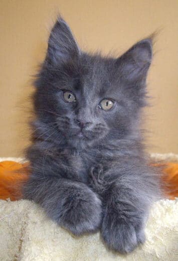 15 Most Popular Maine Coon Colors and Patterns (2023) I The Discerning Cat