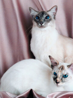 Blue point and lilac point Siamese cats do siamese cats fur change color