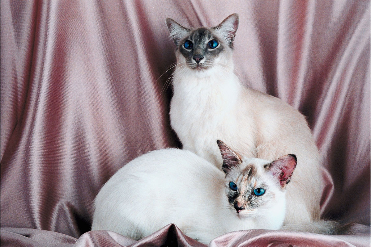 Blue point and lilac point Siamese cats do siamese cats fur change color