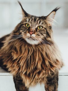 Brown Maine coon cat sitting.