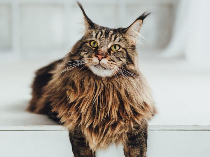 European Maine Coon vs American Maine Coon (2022): 5 Factors to Consider