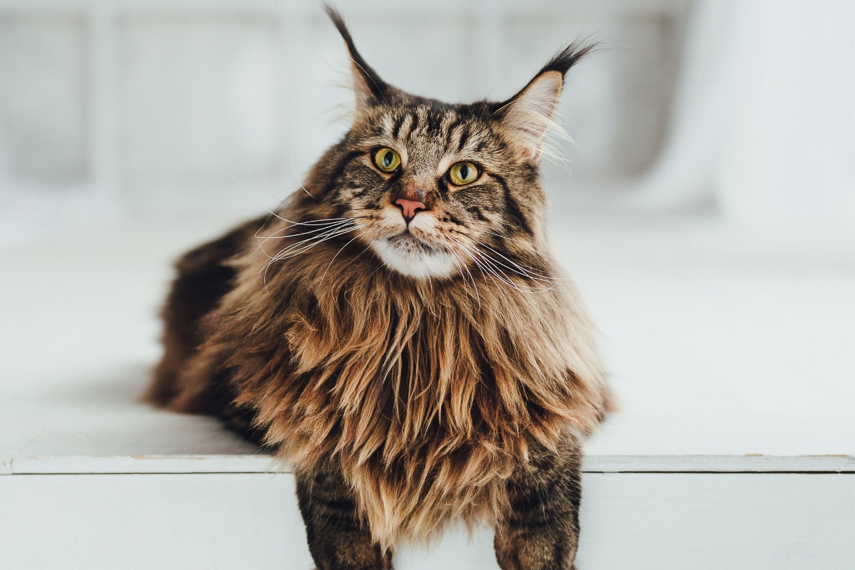 Gato Maine coon marrón sentado.