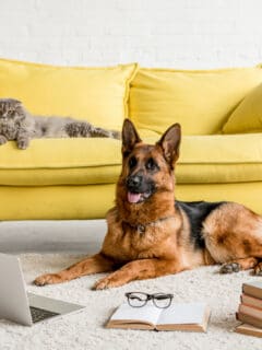 cat and germany shepherd in living room are german shepherds good with cats