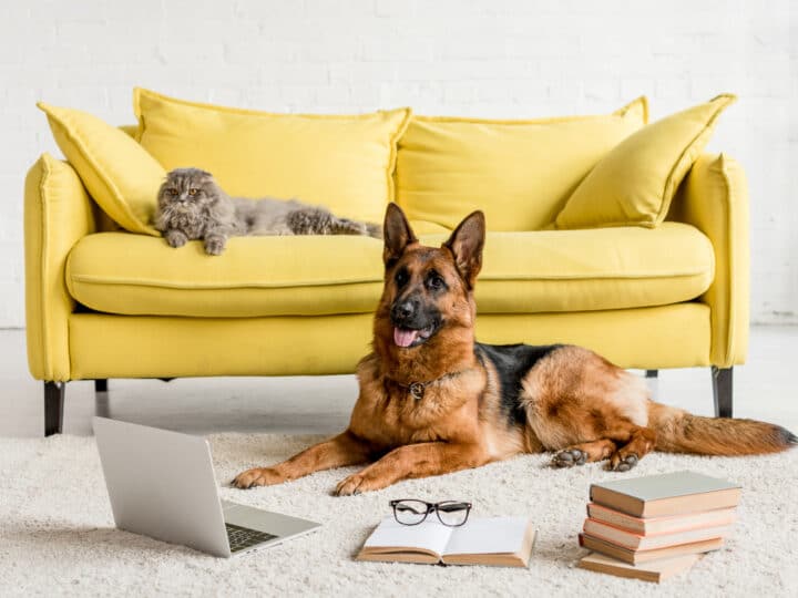 Are German Shepherds Good with Cats? What You Need to Know