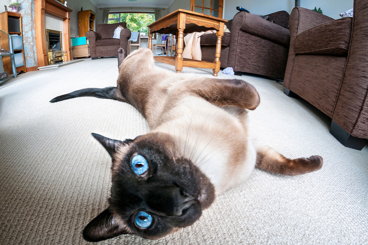 Chat siamois point chocolat aux yeux bleus couché sur le sol.
