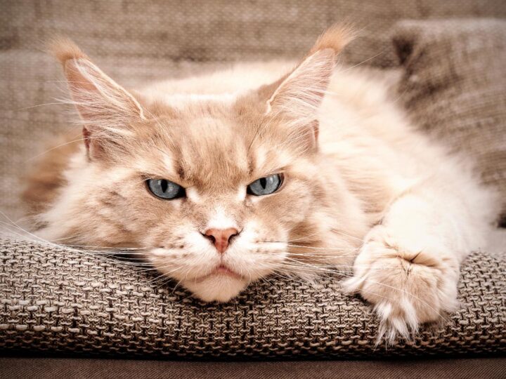 Can Cats Get Depressed? 9 Things All Cat Owners Should Know