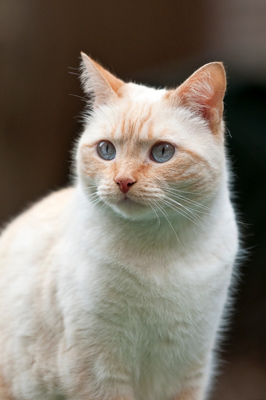 siamese cat light